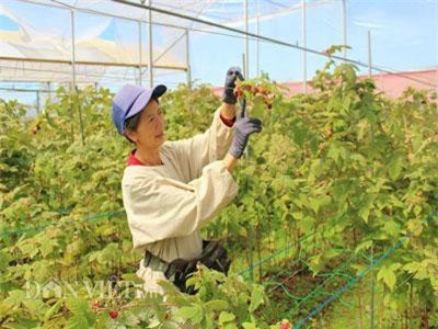 Nông trại trồng loại quả 'thần kỳ', ăn 1 vài trái là tỉnh cả người