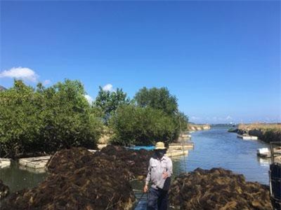 'Lộc biển' bất ngờ xuất hiện dày đặc, ngư dân Khánh Hòa hái ra tiền