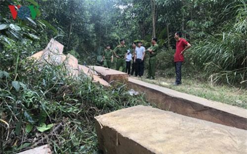 Bãi tập kết gỗ lậu số lượng lớn giữa tỉnh Đắk Lắk và Khánh Hòa
