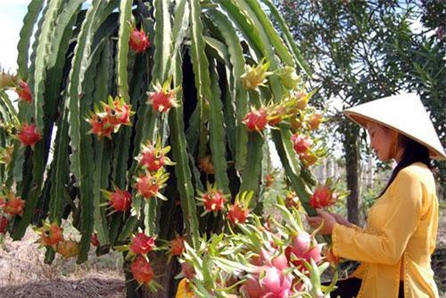 BẢN TIN TÀI CHÍNH-KINH DOANH: Người Việt chi 360 tỷ đồng ăn bánh kẹo, người trồng thanh long ‘trúng lớn’