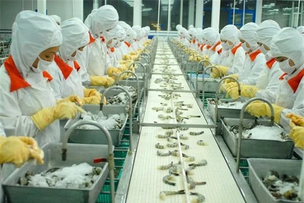 Hiện tại tôm Việt Nam chiếm 25,6% tổng giá trị nhập khẩu tôm ở Nhật Bản (Ảnh TL) Hiện tại tôm Việt Nam chiếm 25,6% tổng giá trị nhập khẩu tôm ở Nhật Bản (Ảnh TL)