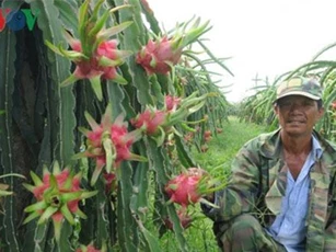 Nông dân Bình Thuận trúng lớn nhờ thanh long giữ giá cao