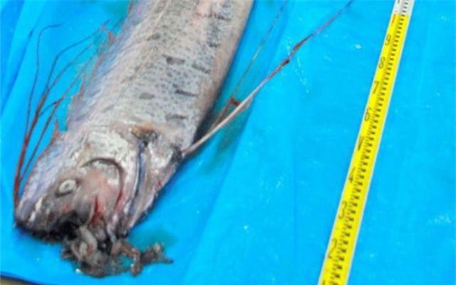 Nhật cảnh báo động đất, sóng thần sau khi bắt được cá khổng lồ 