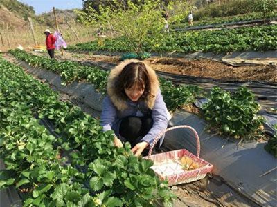 Mộc Châu: Vườn dâu tây có gì ngất ngây mà cả nghìn người tới?