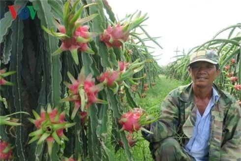 nong dan binh thuan trung lon nho thanh long giu gia cao hinh 1