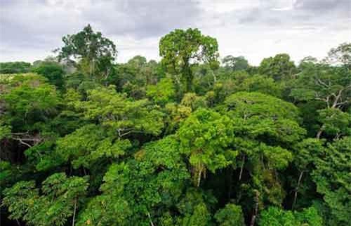 Chống khai thác mỏ trái phép tại rừng Amazon