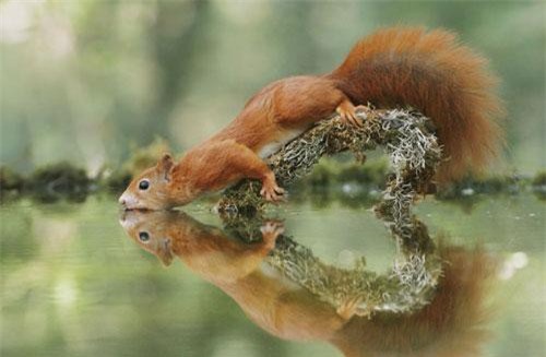 Những bức ảnh cực hài hước và đáng yêu của động vật hoang dã