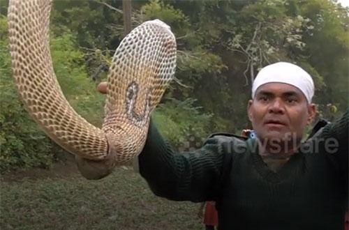 CLIP: Cận cảnh quá trình giải cứu rắn hổ mang khỏi vỏ ốc sên