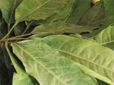 Bài thuốc chữa đau vai gáy từ cây lá đắng