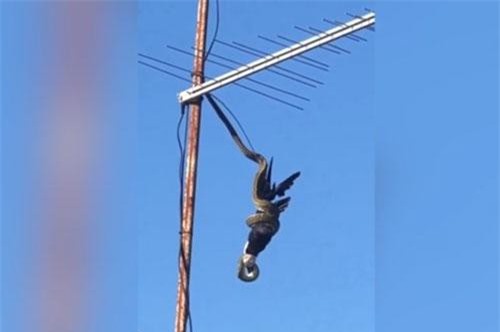 CLIP HOT (23/2): Trăn giết chim trên không trung, 2 thanh niên nhận kết cục thảm vì coi thường mạng sống