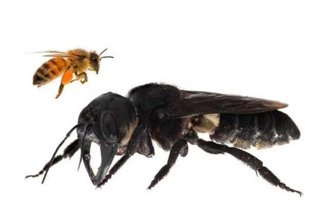 Loài ong lớn nhất thế giới tưởng tuyệt chủng vừa được phát hiện lại ở Indonesia - 1