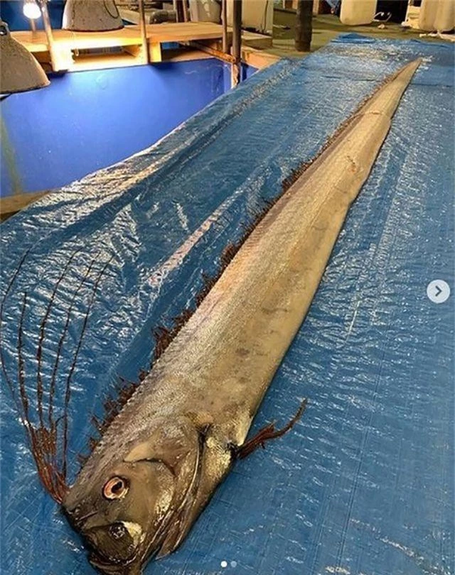 Người dân Nhật Bản lo lắng khi bắt được loài cá tượng trưng cho diệt vong - 1