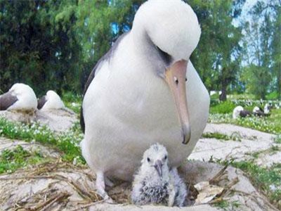 Con chim thọ nhất thế giới nay đã gần 70 tuổi nhưng vẫn sống khỏe và đẻ liên tục