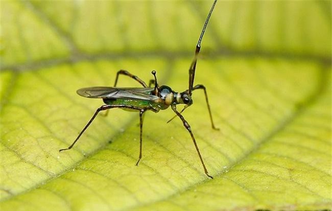 Cà phê đặc sản Lâm Đồng bị bọ xít muỗi tấn công