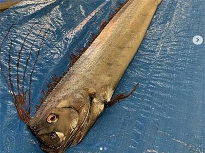 Người dân Nhật Bản lo lắng khi bắt được loài cá tượng trưng cho diệt vong