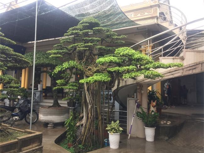 Chiêm ngưỡng vũ điệu “công múa, hạc chầu” được đại gia mê mẩn trả giá hơn 2 tỷ đồng