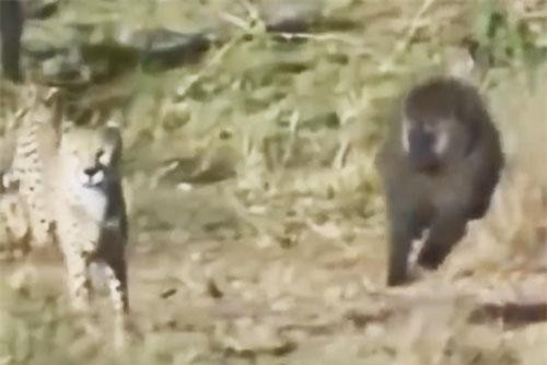 CLIP: Khỉ đầu chó tấn công báo săn, cứu sống linh dương