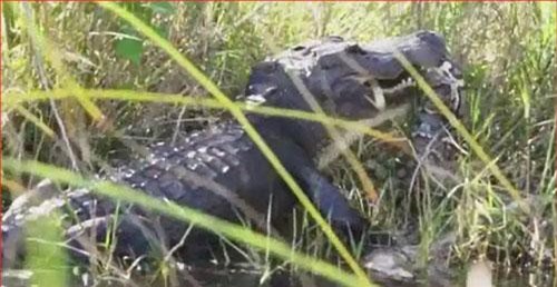 CLIP: Cá sấu hạ gục trăn khổng lồ