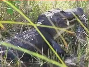 CLIP: Cá sấu hạ gục trăn khổng lồ