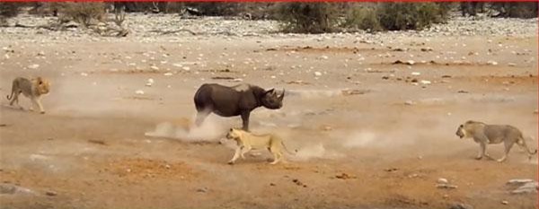 CLIP: Đàn sư tử phải bỏ cuộc trước tê giác 