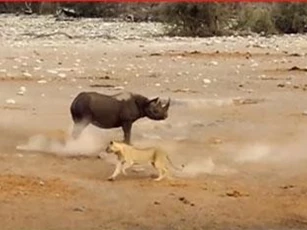 CLIP: Đàn sư tử phải bỏ cuộc trước tê giác