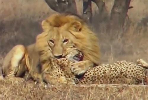 CLIP: Báo săn tử vong sau màn giao đấu với sư tử đực