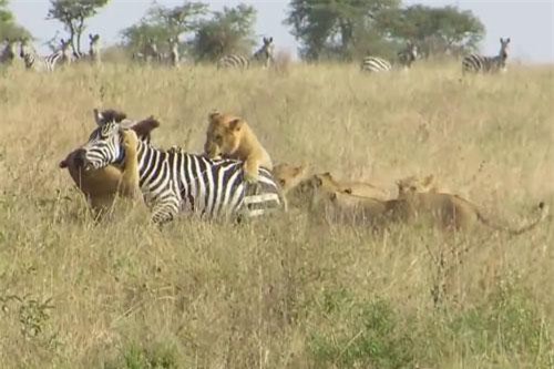 CLIP: Mai phục tài tình, đàn sư tử dễ dàng xử tử ngựa vằn