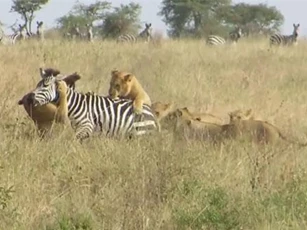 CLIP: Mai phục tài tình, đàn sư tử dễ dàng xử tử ngựa vằn