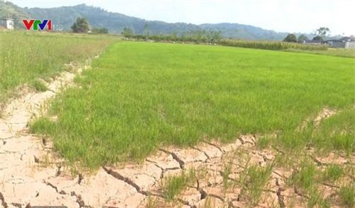 Hơn 600 ha cây trồng tại Đăk Nông có nguy cơ mất trắng