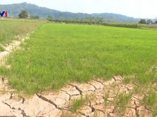 Hơn 600 ha cây trồng tại Đăk Nông có nguy cơ mất trắng