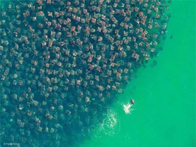 CLIP: Thích thú cảnh chèo thuyền trên biển bắt gặp đàn cá đuối đang di cư