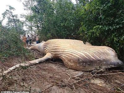Bí ẩn xác cá voi khổng lồ đột nhiên xuất hiện trong rừng rậm Amazon