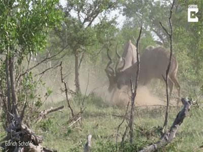 CLIP: Cuộc chiến giữa hai con linh dương hung hăng tấn công đối thủ bằng chiếc sừng dài