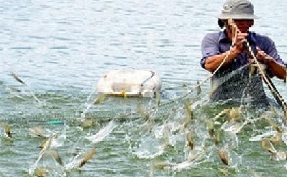 Cà Mau: Tôm" xuất ngoại" phải xây dựng doanh nghiệp xã hội để liên kết chuỗi ngành hàng tôm