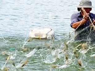 Cà Mau: Tôm" xuất ngoại" phải xây dựng doanh nghiệp xã hội để liên kết chuỗi ngành hàng tôm