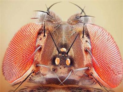 Ruồi giấm không cần ngủ nhiều như những động vật khác để… sống sót