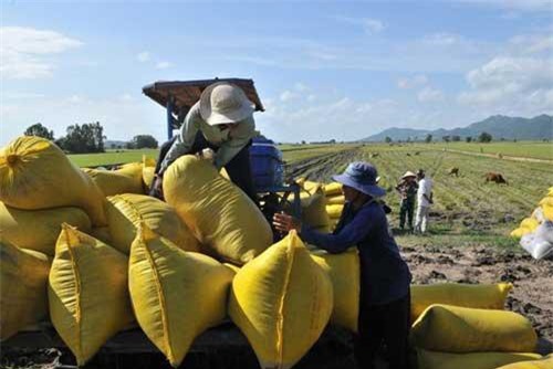 Hỗ trợ tín dụng với doanh nghiệp mua lúa gạo