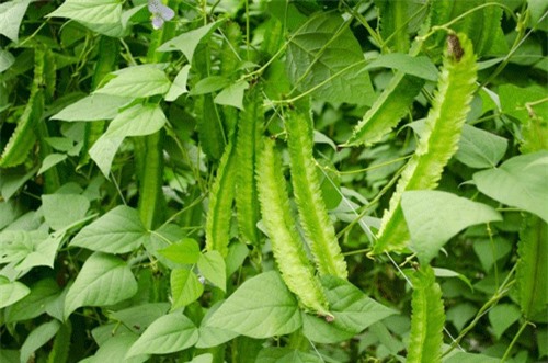 Cách trồng đậu rồng đơn giản tại nhà cho năng suất cao