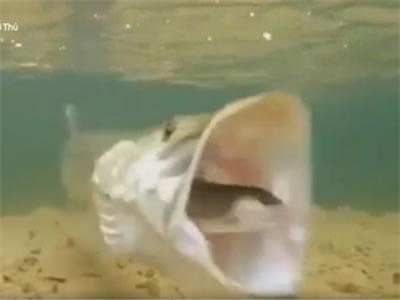 CLIP: Cá chó phương Bắc nuối chửng con mồi chỉ trong một giây