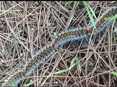 CLIP: H&#xE0;ng tr&#x103;m con s&#xE2;u n&#x1ED1;i &#x111;u&#xF4;i nhau tr&#xEA;n &#x111;&#x1B0;&#x1EDD;ng ph&#x1ED1;