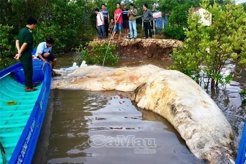 Cà Mau: Phát hiện xác cá voi hơn 20 tấn trôi dạt trên vùng biển Cà Mau
