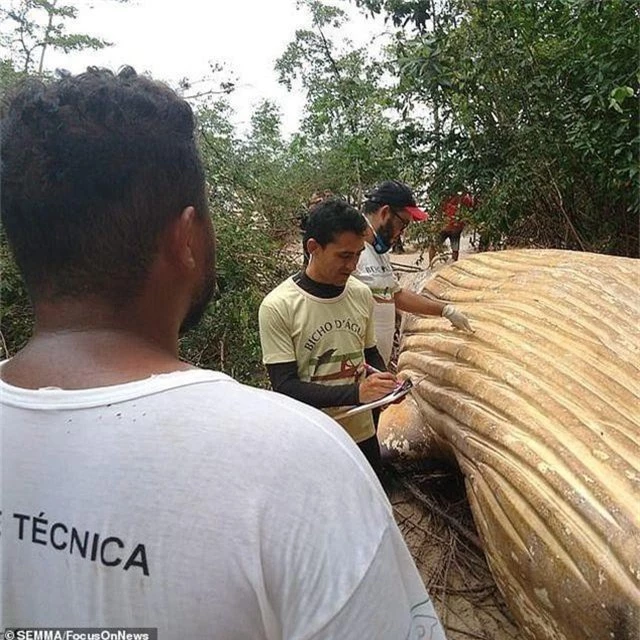 Bí ẩn xác cá voi khổng lồ đột nhiên xuất hiện trong rừng rậm Amazon - 2