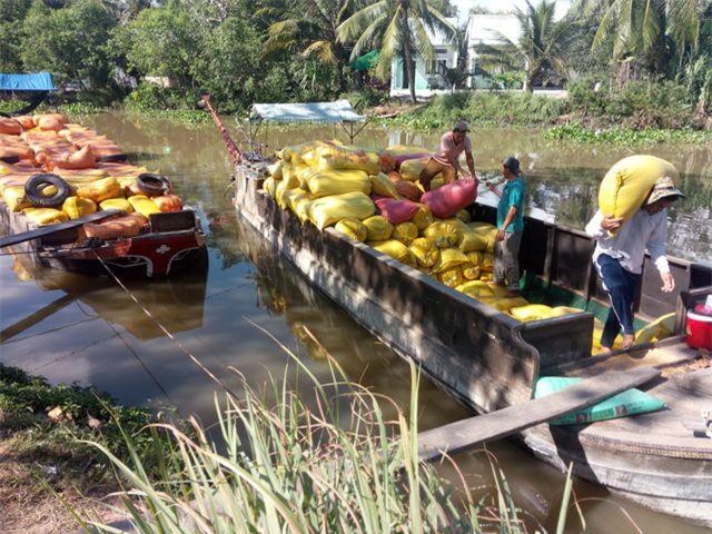 Sóc Trăng: Lúa khó bán vì giá thấp, nhà nông “ngồi trên đống lửa”