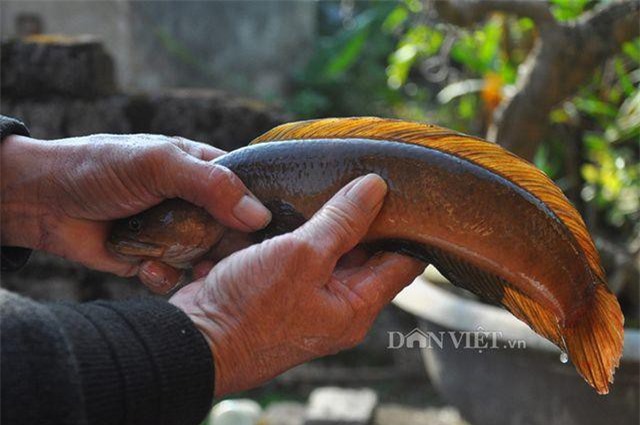 Cá cửng: Đặc sản chỉ dành cho Vua siêu quý hiếm ở đất Ninh Bình