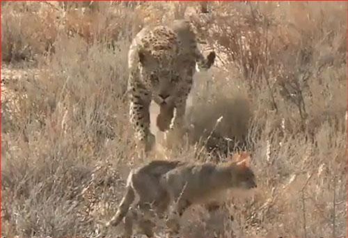 CLIP: Báo hoa mai đoạt mạng mèo rừng trong 'tích tắc'