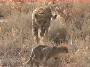 CLIP: Báo hoa mai đoạt mạng mèo rừng trong 'tích tắc'