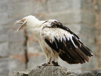 Tiết lộ sự thực bất ngờ về động vật ít ai hay