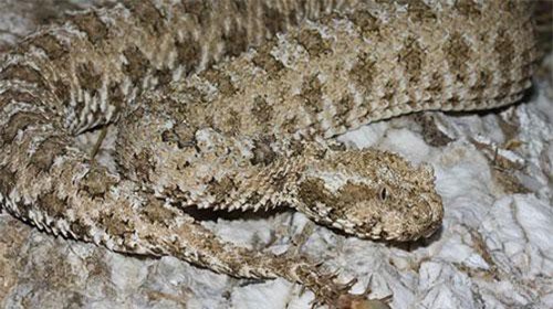 CLIP: Rắn đuôi nhện ẩn mình trên vách đá săn mồi nhanh như chớp