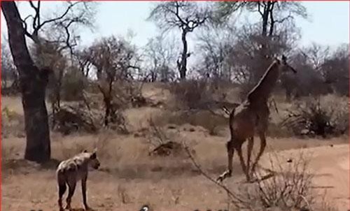 CLIP: Hươu cao cổ con bị gãy chân vẫn thoát khỏi đàn linh cẩu