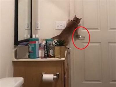 CLIP: Chú mèo thông minh tự mở cửa để chạy đi chơi